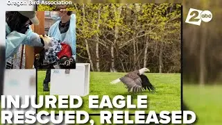 Injured bald eagle rescued, rehabilitated & released back into Hillsboro, Oregon park