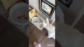 Видео с милыми собаками 264