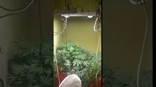 A Great Grow Light for Cannabis - CANAGROW 200W CREE COB LED Grow Light