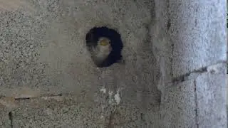 Adult common rock sparrow (Petronia petronia) feeding chicks,  Spain