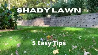 Growing a Lawn in Deep Shade - 5 Tips