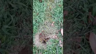 Go to the ant, thou sluggard...