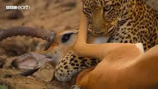 impala hunde by lone  leopard  eden