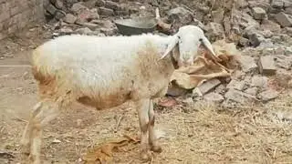 white dumba for sale in 32K ||dumba farming January 1, 2022