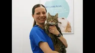 How to check and brush your cats teeth
