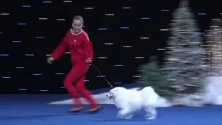 Японский шпиц СИМБА в Параде Чемпионов 2019 Japanese Spitz SIMBA in Parade of Champions 2019 КСУ/FCI