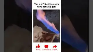 Extracting methane gas from a cow&rsquo;s stomach