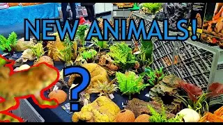 I Got New Animals At An Exhibition for the Terrarium!