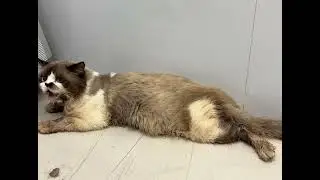 PLUERAL EFFUSION IN A CAT | OPEN MOUTH BREATHING IN A CAT | FELINE MEDICINE