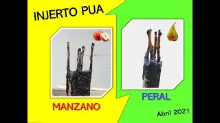 Injerto de púa manzano y peral 2021