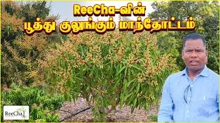 Reecha Mango Orchard has Started to Bloom | Best Farm House in Sri Lanka | BK in Reecha