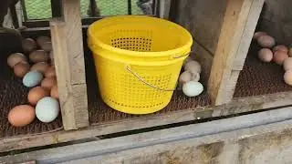 Unlocking Egg-cellence: Premier One Nesting Pads Review