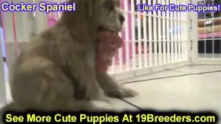 Cocker Spaniel, Puppies, For, Sale, In, Allegheny, Pennsylvania, PA, Bucks, Chester, County, Berks,