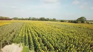 Sunflower food plot 2022