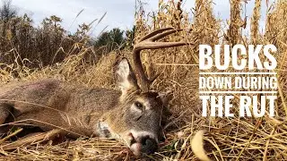MN Deer Hunting Opener - Bucks Down On Public Land!!!
