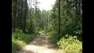 Snow Patrol - The Forest is the Path (lyrics)
