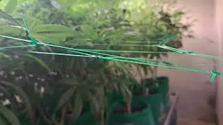 start week 2 flower update @TNBNaturals