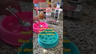 why your dog isn't eating their kibble -- raw feeding my dogs #shorts  what's in my dogs food bowl