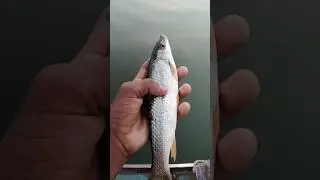fishing video🤯chhoti fish🐟 machhali pakdane ka Tarika hook mein #fish #fishing #viral #youtubeshorts