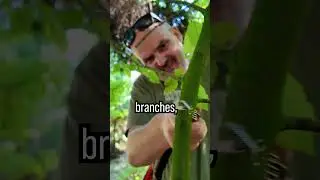🐺 Wild Dog Survival Hack will save your Life #survival