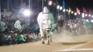 Ongole bull