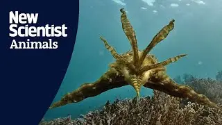 Watch this cuttlefish turn into a leaf and a coral to hunt its prey