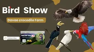 The Spectacular Bird Show at Davao Crocodile Farm | Cacatua, Sea Eagle, Parrot & Hornbill