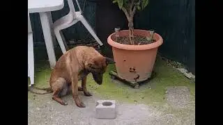 Training Detection Dog