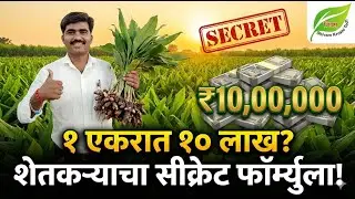 १ एकरात १० लाख? शेतकऱ्याचा हा 'गुप्त' धंदा पाहून तुम्ही थक्क व्हाल! | Black Turmeric Farming