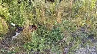 RABBIT DOG TRAINING WITH CHICK AND DEE-DEE