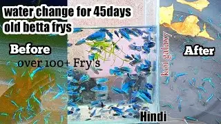 update of 45days old koi galaxy betta Fry's//#hmpkbetta//water change//over 100+ Fry's//#hindi