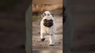 cute dogs #youtube #shorts #reel #dogs #video #cute #funny #clips #dog #pet #