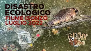 DISASTRO ECOLOGICO - Volontari in azione per salvare il Fiume Isonzo in secca - luglio 2022