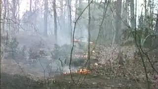 Batsto, NJ Fire Tower and Wharton Forest fire