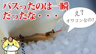 彗星のごとく現れて消えて行ったアクアリウム界の特殊エビ。スラウェシシュリンプ飼育のその後＆ホロホロシュリンプ