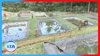 Stakeholders boost tilapia seed multiplication to meet rising fish demand in Kenya.