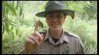 Monarchs: The King of Butterflies
