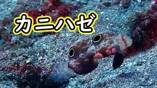 沈船のカニハゼ・ベントス食性って？【バリ島ダイビング】Twinspot goby, Crab-eye goby,  Tulamben, Bali