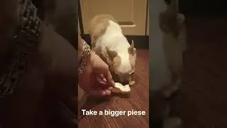 Vegetarian dog eats apple peel.