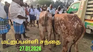 27.01.2026 மட்றப்பள்ளி நாட்டுமாட்டுச்சந்தை