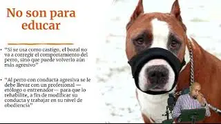 Es bueno o malo el USO  del BOZAL?