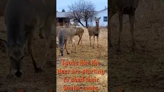 The Clean-up Crew (deer follow turkey flock)