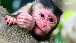 Tara gave birth to a newborn baby, which is adorable, Queen Monkey