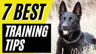 7 BEST All Black German Shepherd Puppy Training Tips | Solid Black GSD
