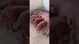 Duroc puro na fazenda HD cria&ccedil;&atilde;o #su&iacute;no