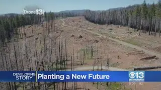 Rebuilding from Caldor Fire continues in communities and Eldorado National Forest
