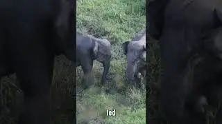 #ElephantMagic #WildlifeShorts #NatureDocumentary#shorts