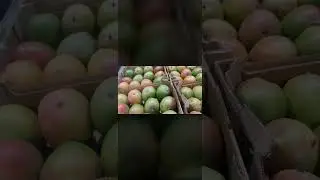 Birmingham Wholesale Market