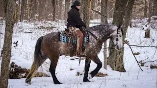 SOLD JIMBO - Trails and Traffic | Boone County Draft & Quarter Horse Sale