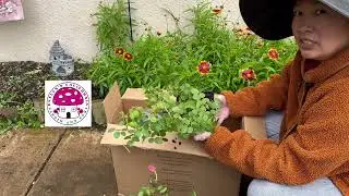 Unboxing David Austin Roses June 2024: Charles Darwin, Princess Alexander of Kent, & Gabriel Oak